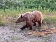 Медведь снова пугает жильцов дома в Териберке