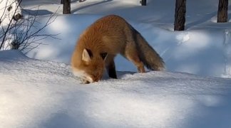 Возле Кашкаранцев лиса показала, как нужно мышковать