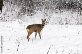 Косули едят из птичьих кормушек в Раякоски