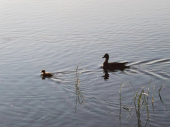 До +21°С прогрелась вода в реках и озерах региона