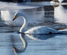 Лебедь не бросил свою раненую подругу в сильный мороз в Полярных Зорях