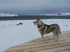 В Териберку не попасть из-за сильной метели