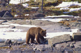 Медвежьи следы заметили в Умбе и Хибинах