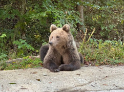 Бродит медведь на трассе «Заполярный - Сальмиярви»