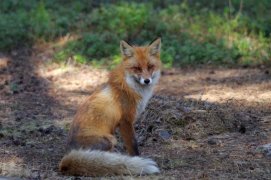 Съесть всех птенцов и яйца готова лиса на острове Ряжков