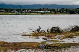 Погибли из-за сапсерферов пять птенцов краснокнижной казарки в Кандалакше