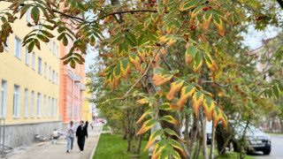 Осень пришла в Мурманск: в понедельник ожидаются туман и ветер