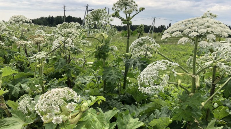 Досаждает борщевик жителям Мурманской области