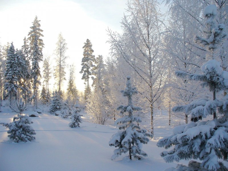 В Мурманске потеплеет до -8° В Мурманске потеплеет до -8°