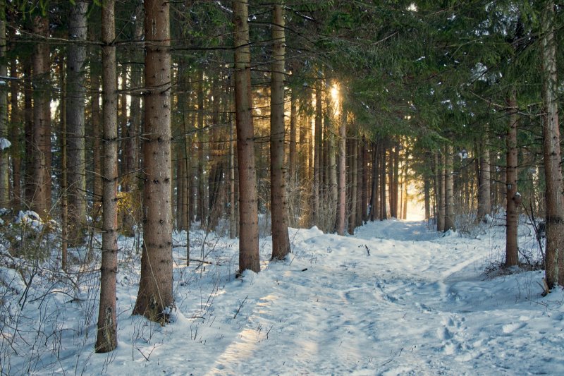 Сильный ветер, метель и -7° прогнозируют в Заполярье