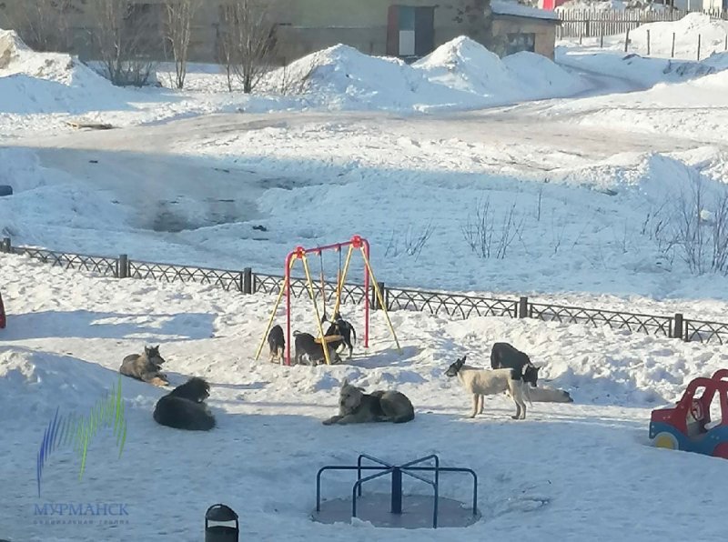 Пугают бродячие собаки жителей Мурманска и Североморска