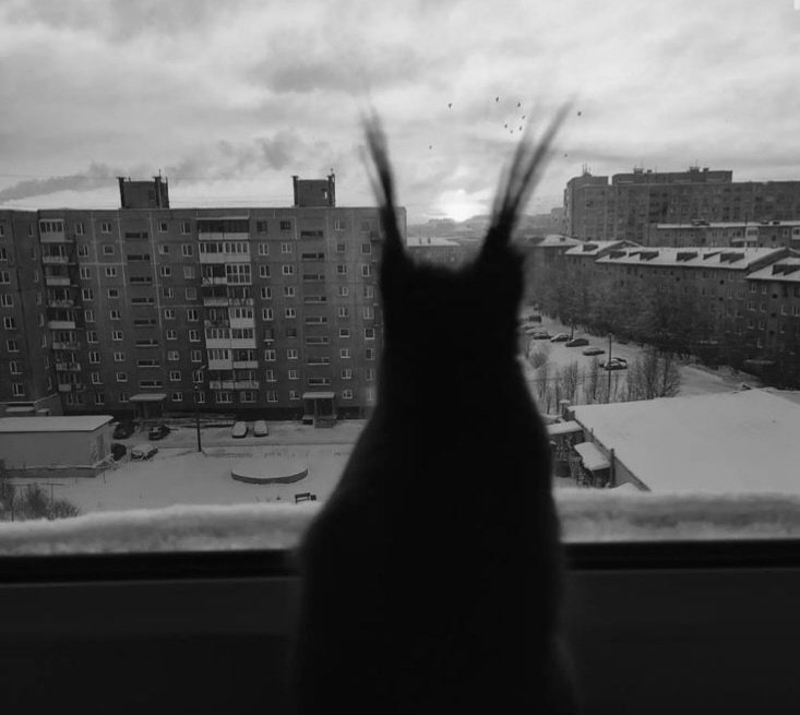 Не стало самого известного бельчонка Мурманска Не стало самого известного бельчонка Мурманска