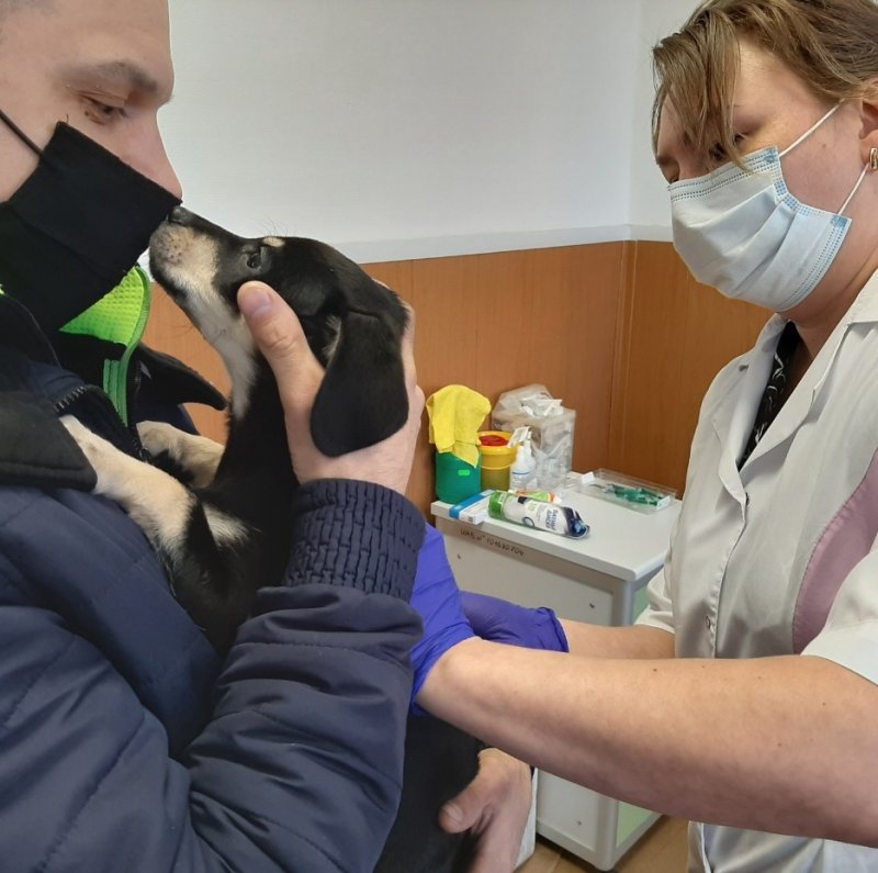 Какие документы нужны в поездку с питомцем — рассказали мурманские ветеринары