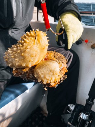 "Морской огурец" попался на крючок рыбаку из Мурманска "Морской огурец" попался на крючок рыбаку из Мурманска
