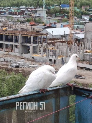 Свадебные голуби потерялись в Мурманске Свадебные голуби потерялись в Мурманске