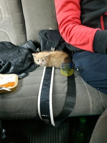 Котенок чуть не устроил массовое ДТП на Кольском проспекте в Мурманске Котенок чуть не устроил массовое ДТП на Кольском проспекте в Мурманске