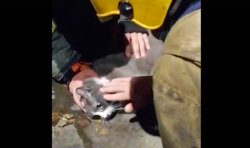 Кота откачали пожарные после пожара в Мурманске Кота откачали пожарные после пожара в Мурманске