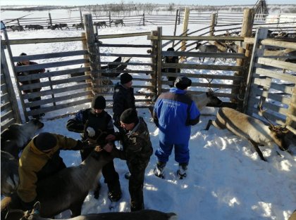 Против сибирской язвы вакцинировано более 21 тысячи оленей в Ловозерье Против сибирской язвы вакцинировано более 21 тысячи оленей в Ловозерье