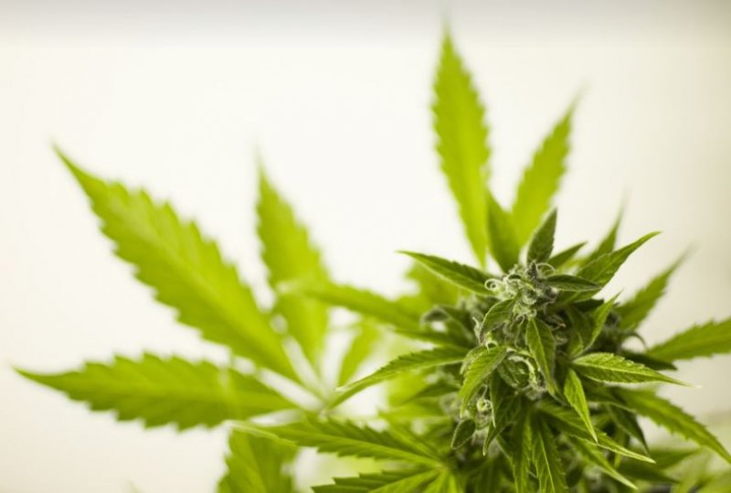 40 кустов конопли вырастил житель Мурманска 40 кустов конопли вырастил житель Мурманска