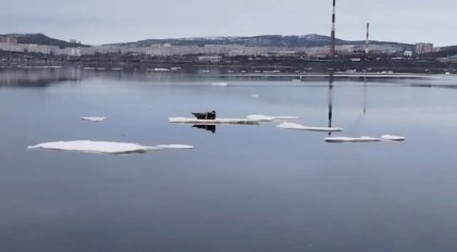Огромный тюлень приплыл на льдине в Колу Огромный тюлень приплыл на льдине в Колу