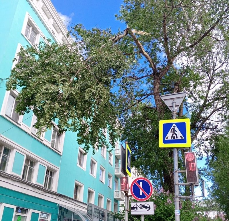 Падают деревья от сильного ветра в Мурманске