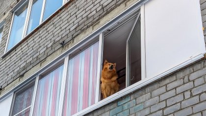Оксана Анчишкина: «Должен быть прецедент наказания за выброшенное животное» Оксана Анчишкина: «Должен быть прецедент наказания за выброшенное животное»