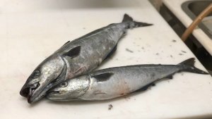 Рыбный деликатес: из простых продуктов — по вкусу напоминает печень трески, бюджетный вариант