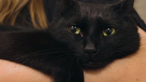 В Мурманске сбежавший кот всполошил двор — для поиска даже разбирали часть машины