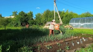 Июнь на даче: 8 дел на букву «П» — шпаргалка для тех, кто думал, что весна кончилась