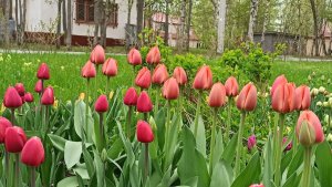 В Академгородке Апатитов неизвестные вырвали и выбросили тюльпаны