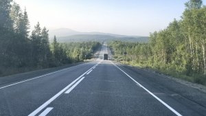 Сбежали в лес после ДТП: мурманчане просят помощи в поиске котов в Карелии