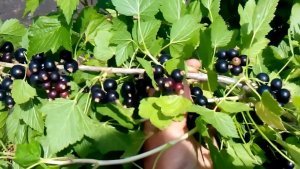 Июньская подкормка смородины: 3 сигнала дефицита и чёткая схема удобрения от эксперта