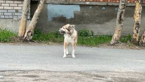 Хатико из Мончегорска: на улице Бредова у подъезда мается брошенный пес