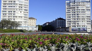 Более 7,5 тысячи цветов: в Североморске украшают клумбы петуниями, бархатцами и гвоздиками