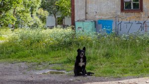 «Собака влетела в дерево»: в Кандалакше подросток на питбайке сбил пса на поводке и скрылся