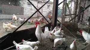 Лежит пластом и открыла клюв: роковая ошибка, которая погубит перегревшуюся курицу за минуты