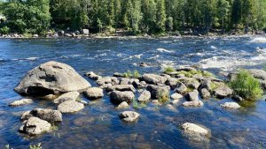 В реке Кице оливковые «шарики» оказались редкими водорослями