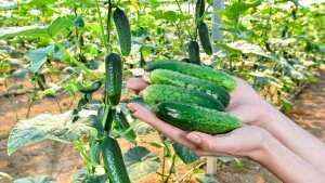 Огурцы пойдут крючками и будут горчить: роковая ошибка с дрожжами, которая истощает грядки
