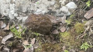 Житель Апатитов возле дачного забора нашел поляну сморчков