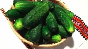 Огурцы попрут как сумасшедшие: не выбрасывайте этот продукт, а закопайте его в теплую воду