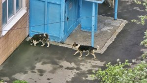 «Двух домашних собак они уже загрызли»: в Мурманске стая агрессивных псов пробралась к детскому саду