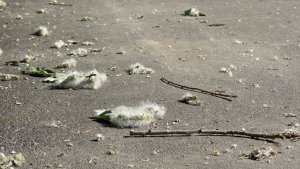 Трудно дышать: в Кандалакше несколько лет просят убрать старые тополя возле дома на Советской
