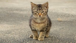 Из подкидыша в борцы с грызунами: в Мурманске котенок Моня стал сотрудником УК