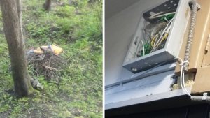 Куча сучьев на газоне, провода висят: жильцы дома на проспекте Кирова пожаловались на ветки и открытый щиток