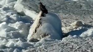 Экипаж мурманского атомохода запечатлел в Арктике одну из самых больших птиц Европы