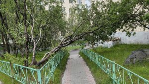 В Заполярном ураган повалил деревья: коммунальщики ликвидируют последствия шторма