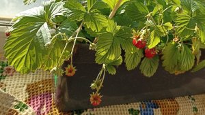 «Маленькие, но такие вкусные!»: жительница Печенгского округа вырастила плантацию земляники на подоконнике