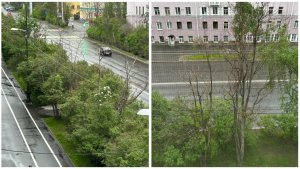 Второй год стоят «дрова»: у дома № 94 на Ленина в Мурманске до конца недели спилят сухие деревья