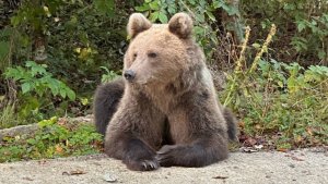 Выходят на кладбище и к дорогам: в Ене, Умбе и возле Никеля заметили медведей