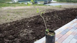 Променад у Туломы: начало Поморской набережной в Коле украсят кусты сирени
